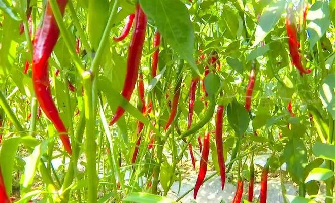 椒凭啥“辣”动全球？AG真人旗舰厅生态贵(图8)