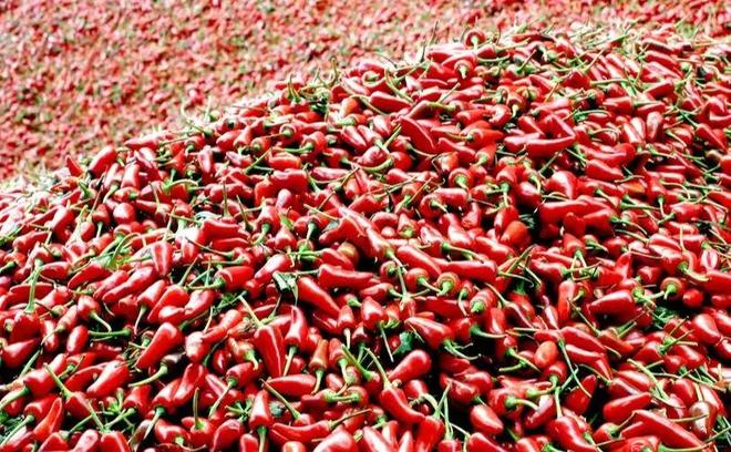 椒凭啥“辣”动全球？AG真人旗舰厅生态贵(图4)